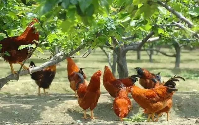 抓住這個風(fēng)口，青龍帶你在農(nóng)村年入20萬不是夢！